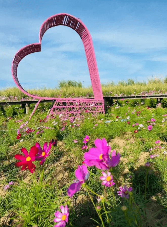 A close-up view of vibrant pink cosmos flowers blooming in a field. In the background, a large, pink-painted heart-shaped structure made of bamboo stands prominently. Beyond that is a wooden walkway and tall grass under a blue sky.