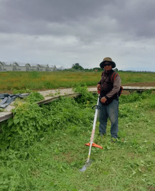 Gardener wearing a hat and sunglasses using a weed trimmer to clear tall grass next to a wooden pathway